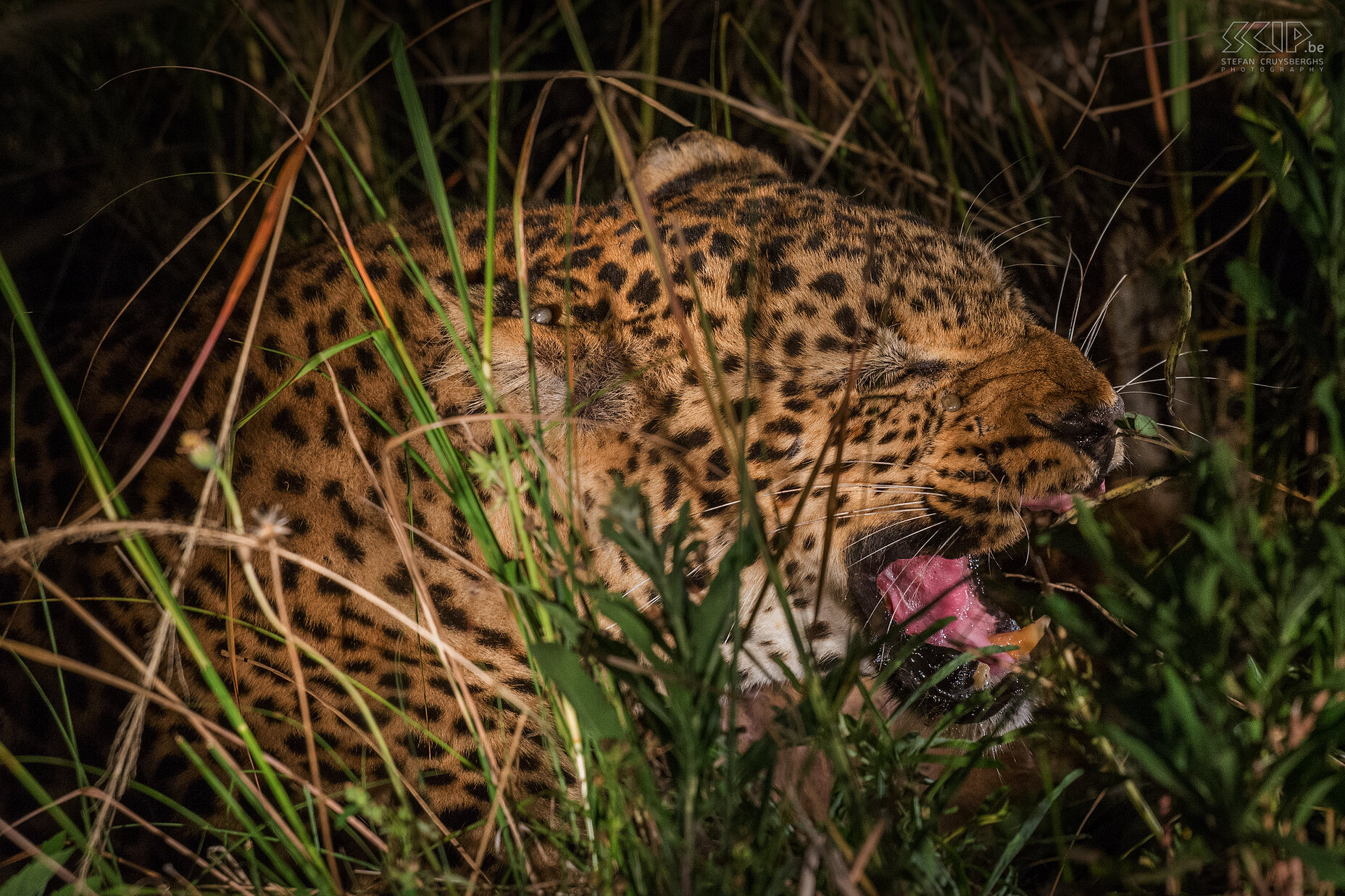 South Luangwa - Growling leopard 'Alice' The leopard 'Alice' is growling heavily and she is determined not to give away her prey to one of her offsprings. She is quite old but still very dominant. Stefan Cruysberghs